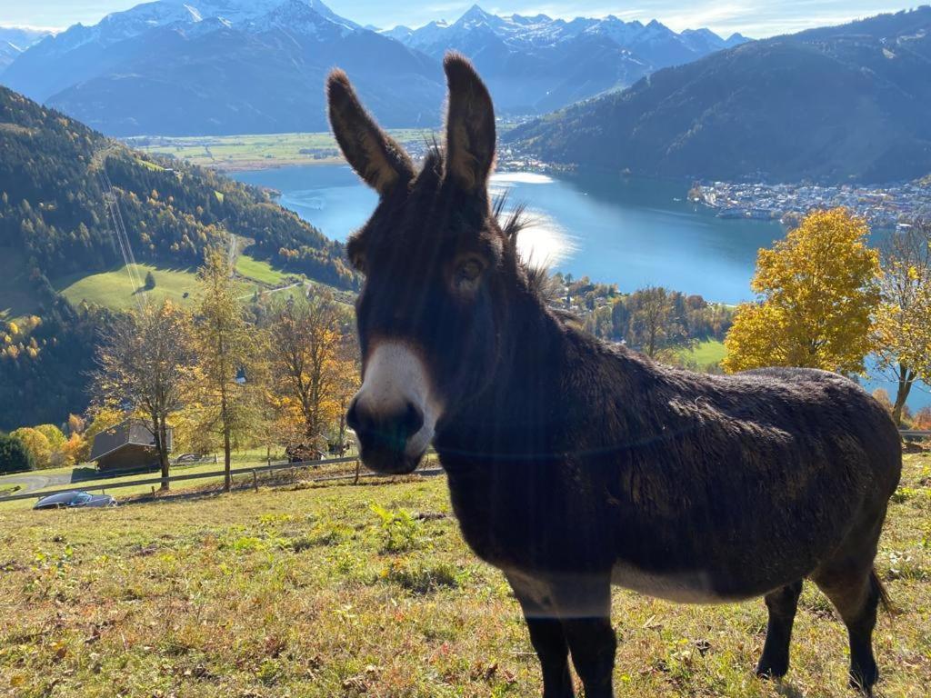Appartement Harrer Zell am See Buitenkant foto